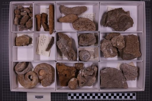 mixed taxa, stratigraphic collection