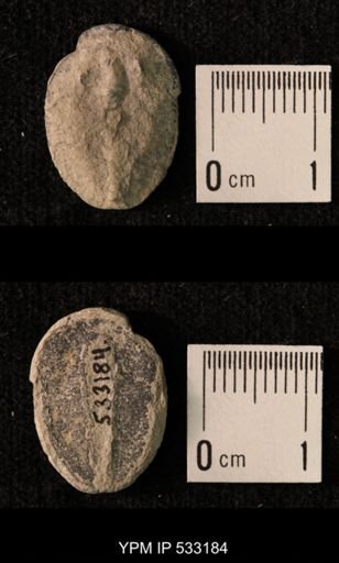 Elrathia kingi