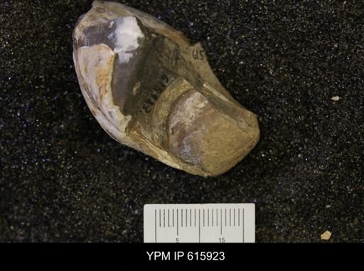 Nymphalucina?