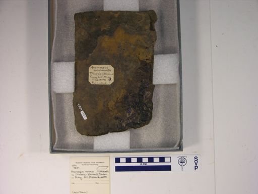 Anomoepus minimus
