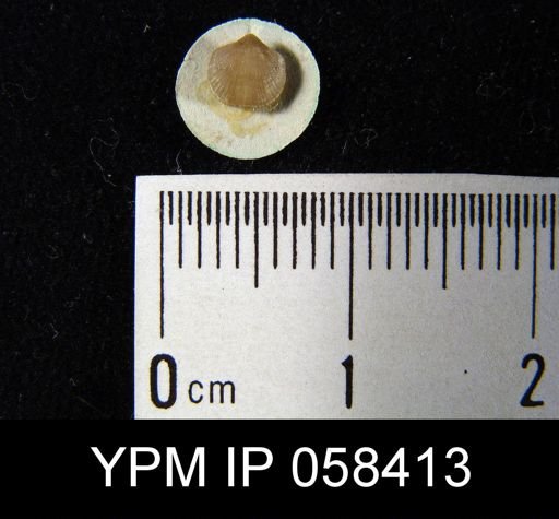 Dalmanella subcarinata