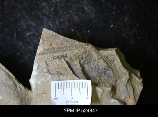 undet. Graptoloidea