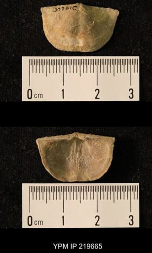 Chonetes granulifer