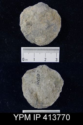 Devonatrypa sp.