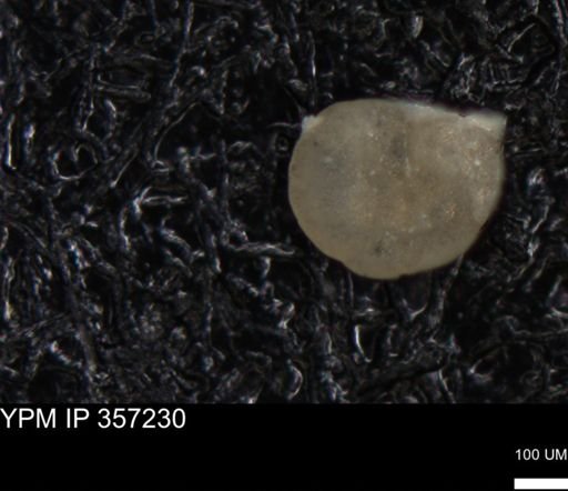 undet. Foraminiferida