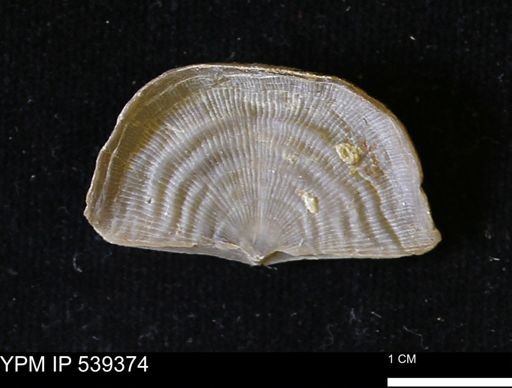 Leptaena sp.