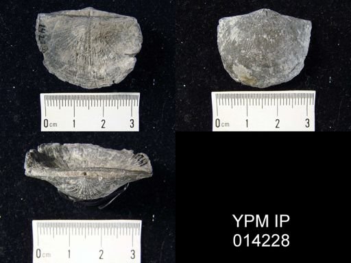 Stropheodonta demissa