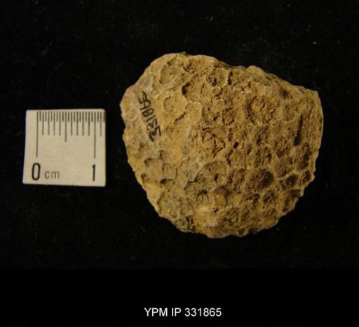 undet. Favositidae