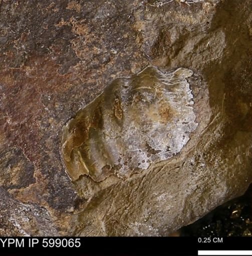 Hoploscaphites sp.