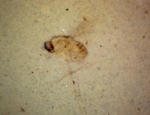 undet. Diptera