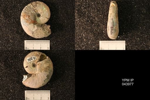 Hoploscaphites nicolletii