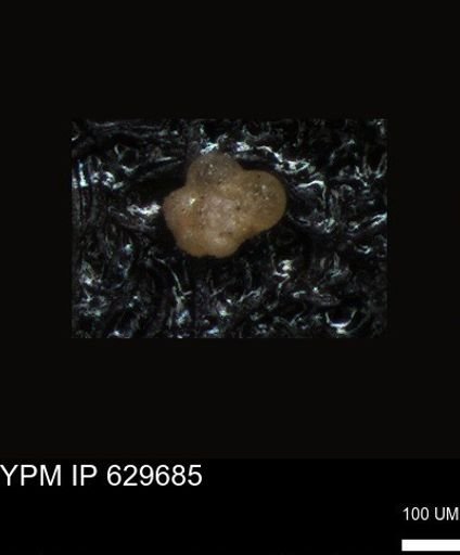 undet. Foraminiferida