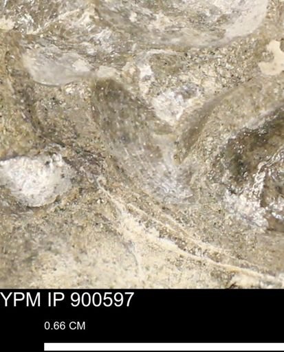 Anomia gryphorhyncha