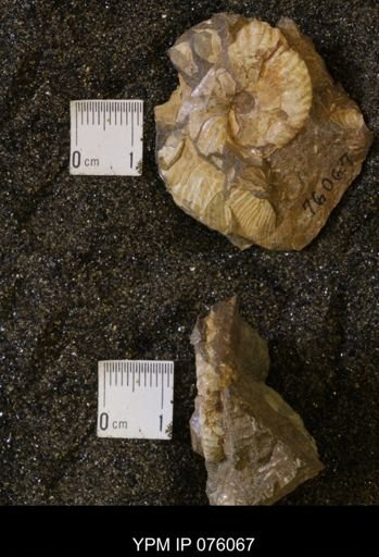 Hoploscaphites birkelundi