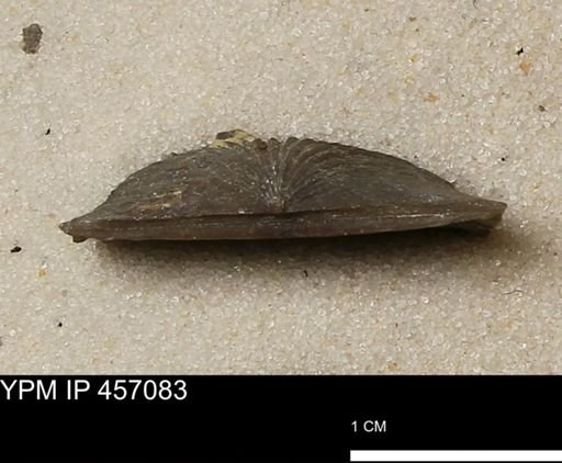 Stropheodonta sp.