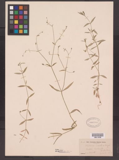 Stellaria calycantha