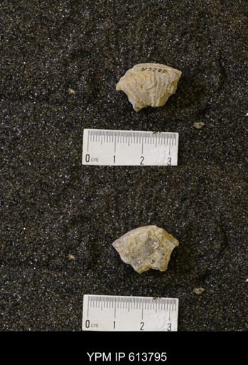 undet. Collignoniceratidae