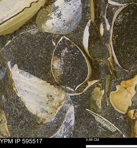 Protocardia sp.
