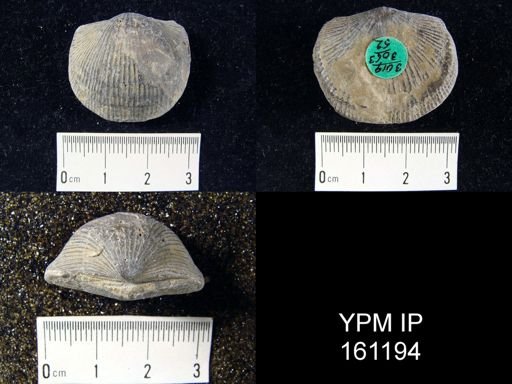 Dinorthis porcata