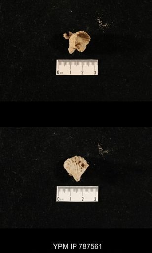 undet. Brachiopoda