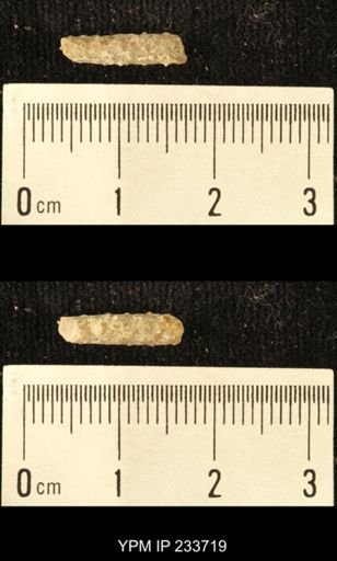 Archaeocidaris sp.