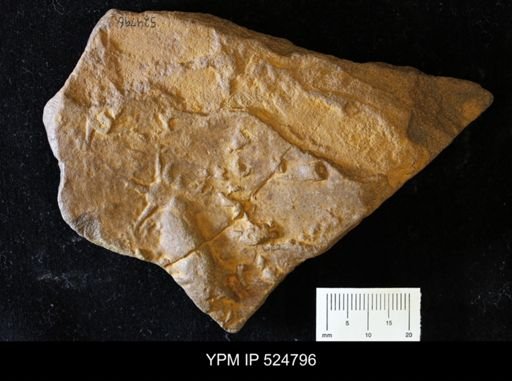 Asteriacites sp.