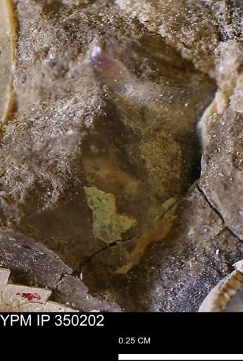 undet. Ammonoidea