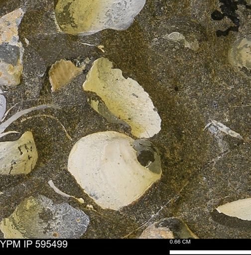 Protocardia sp.