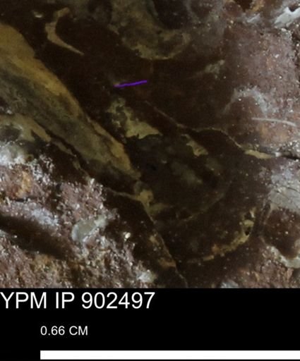 undet. Mollusca