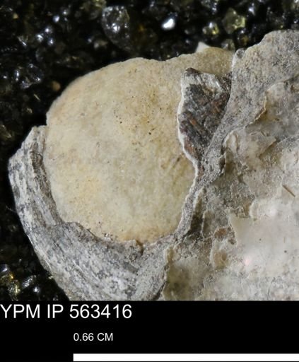 undet. Bivalvia