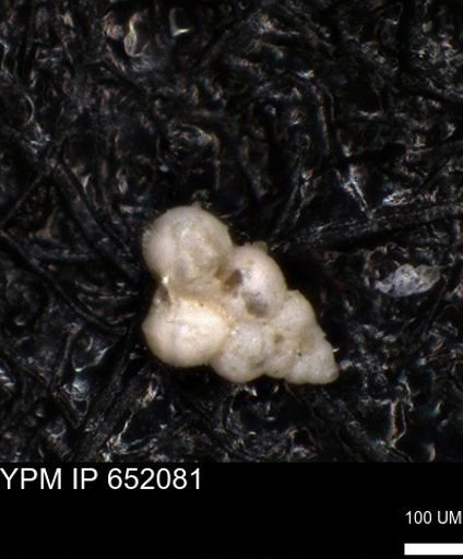 undet. Heterohelicidae
