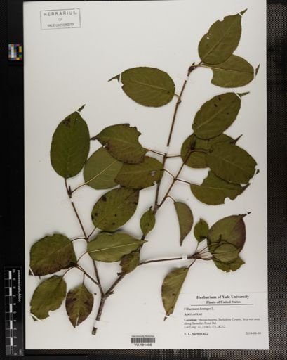 Plantae