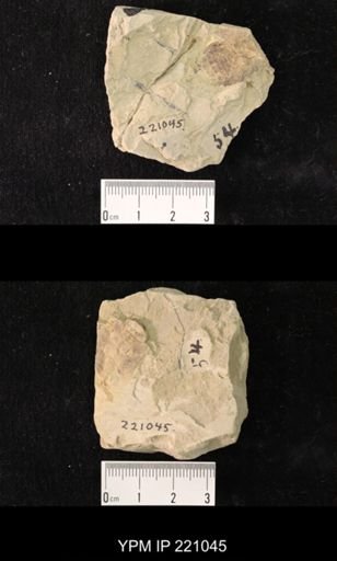 Etoblattina