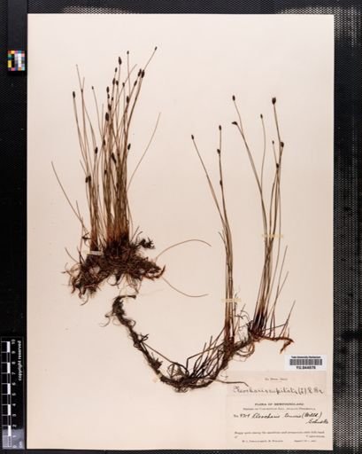 Eleocharis tenuis