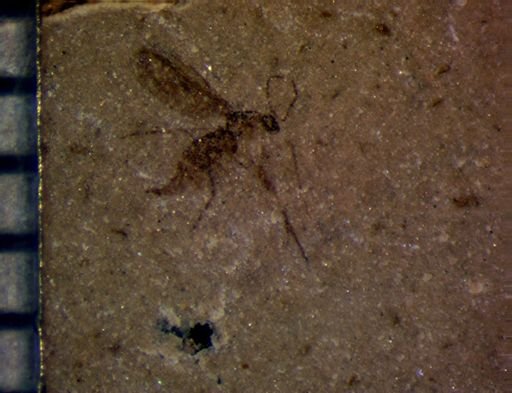 undet. Diptera