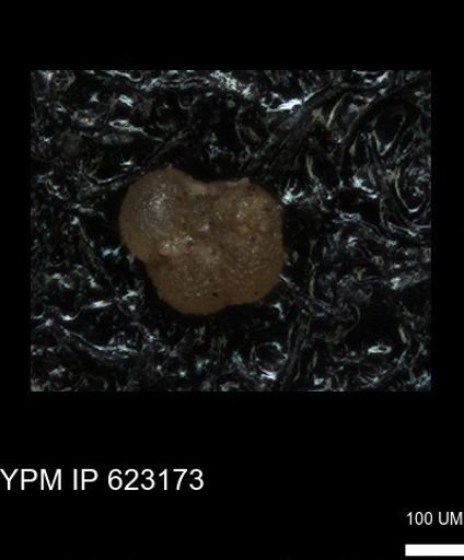 undet. Foraminiferida