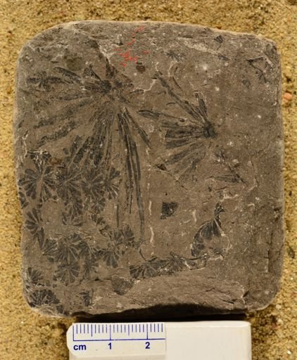 Annularia longifolia