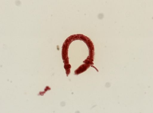 Digenea