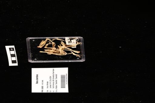 Rana clamitans
