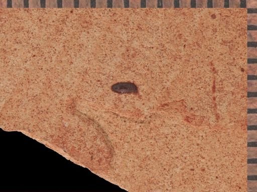 undet. Coleoptera