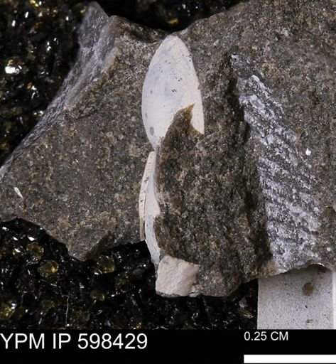 Limopsis striatopunctatus