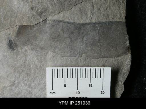 Eurypterus sp.