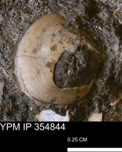 Protocardia sp.