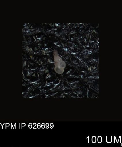 undet. Foraminiferida
