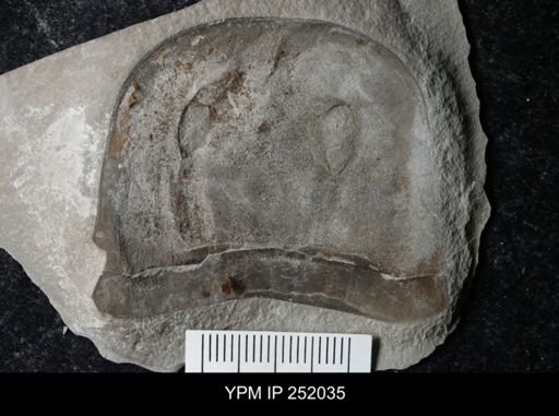 Eurypterus sp.