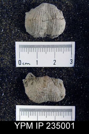 Marginifera lasallensis