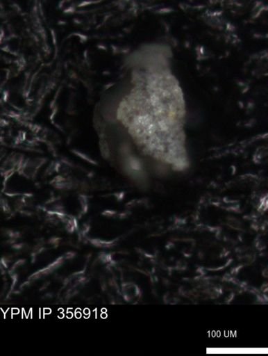 undet. Foraminiferida