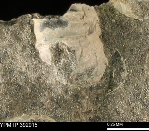 Scaphites sp.