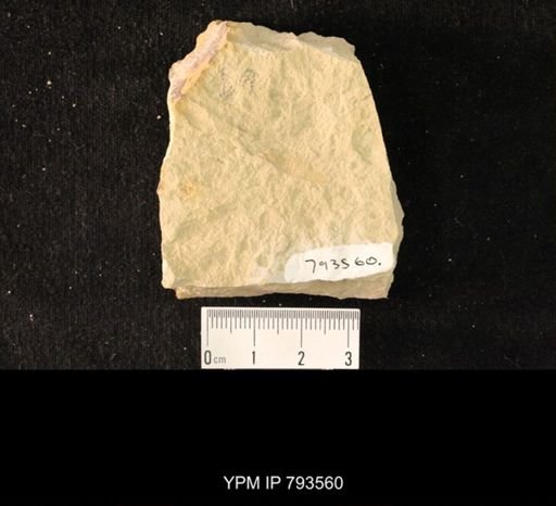 undet. Hexapoda