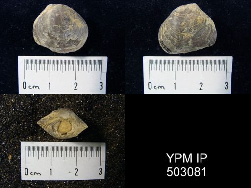 undet. Athyridida